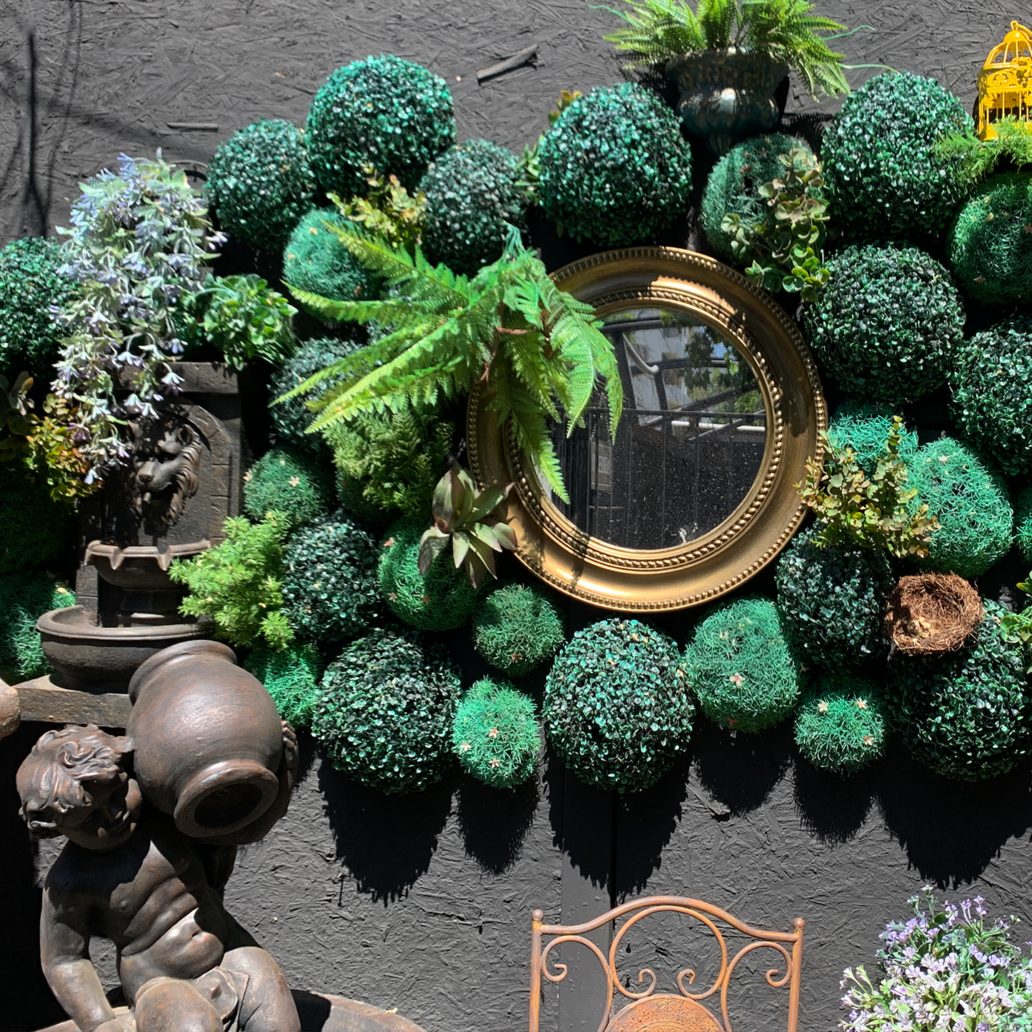 Topario trébol chico