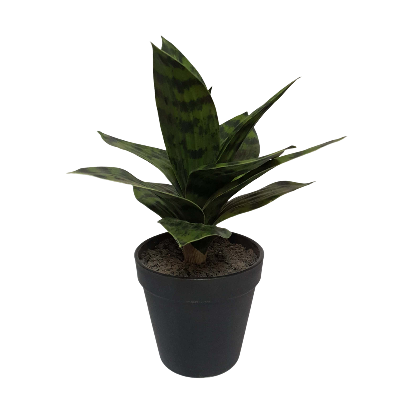 Planta " sansevieria"