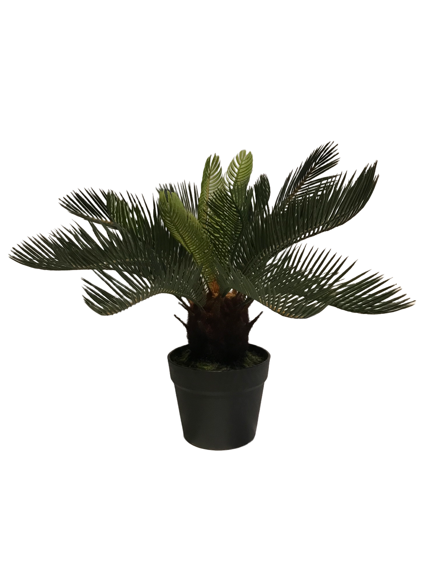 Planta palmera