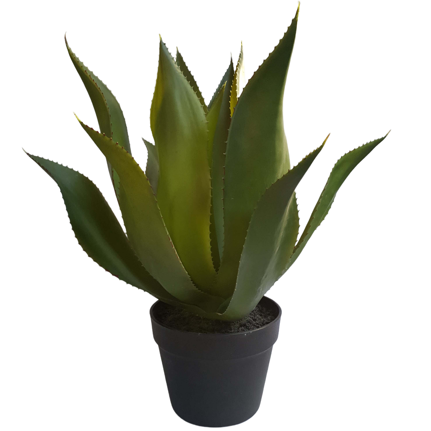 Planta Agave
