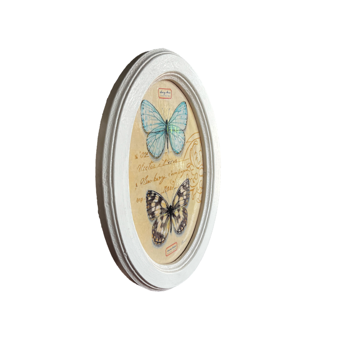 Cuadro ovalado Colección Mariposa IV