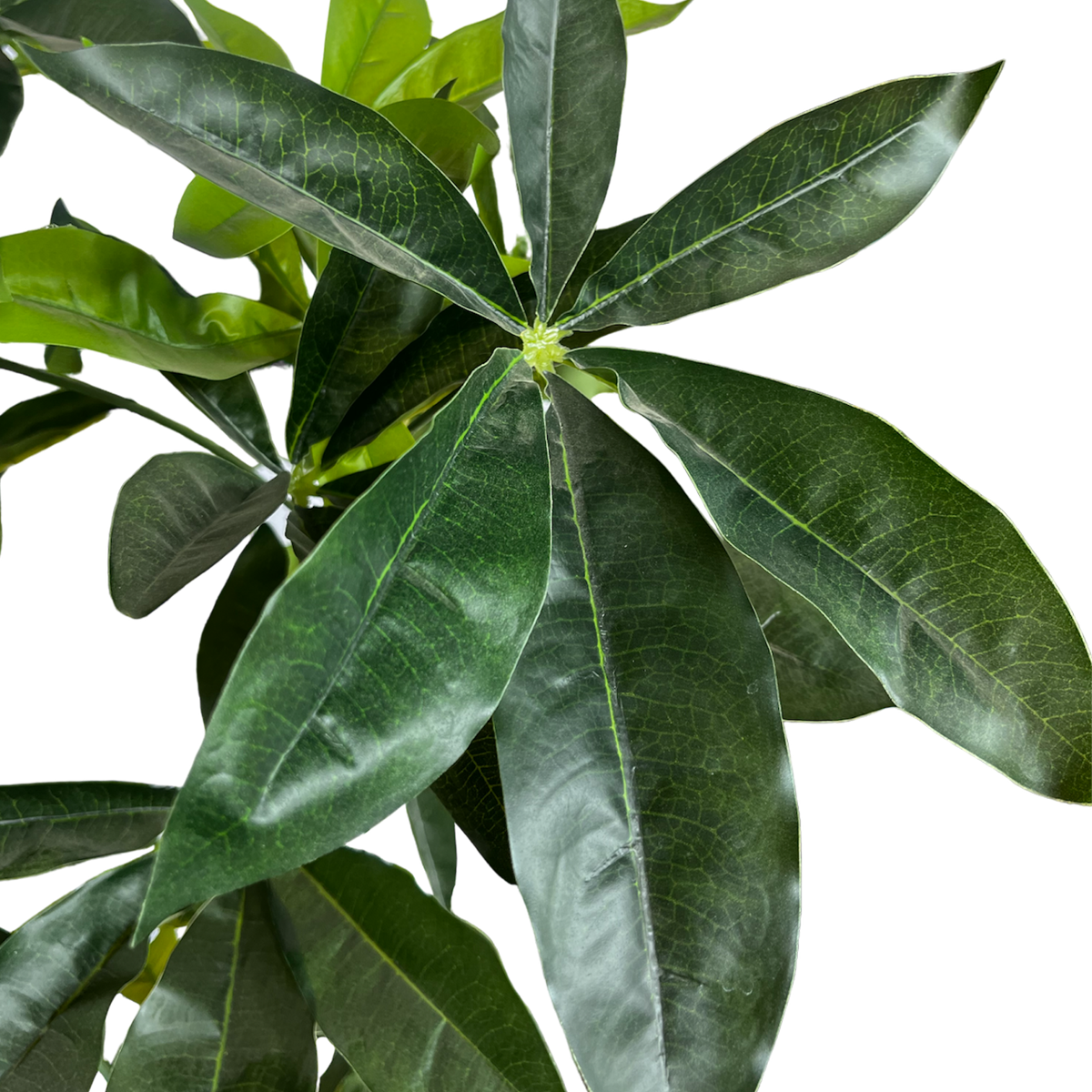 Planta Shefflera 1.40 cm