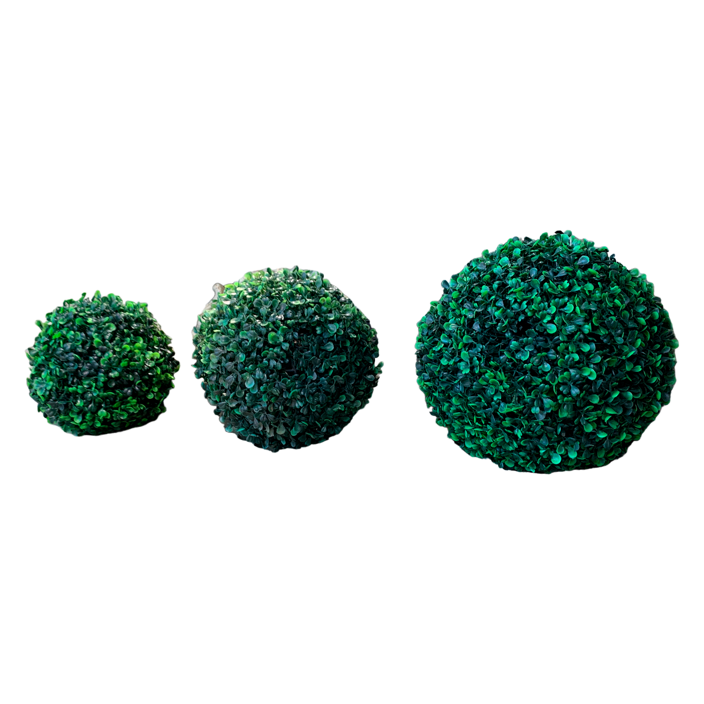 Topario trébol mediano