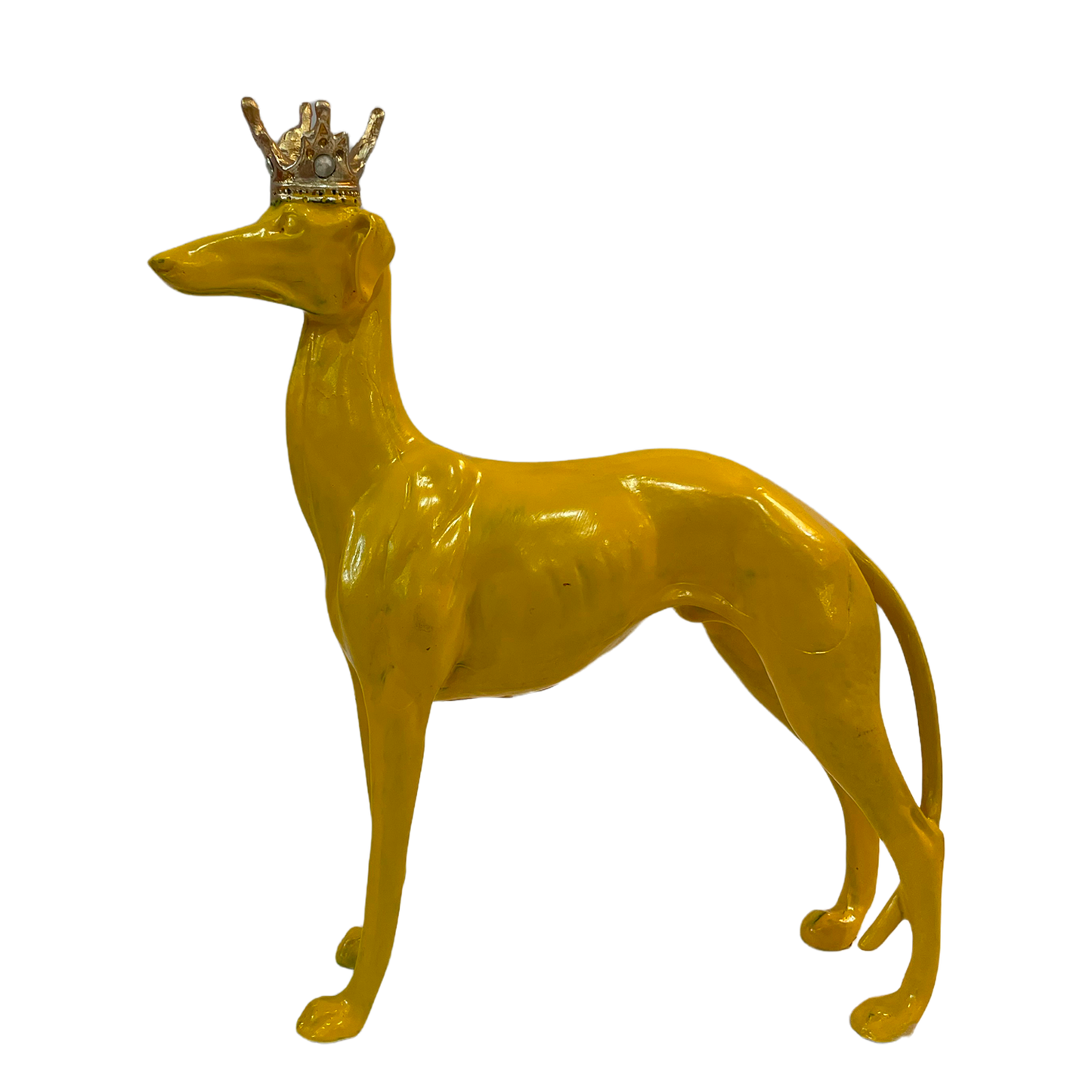 Galgo corona amarillo