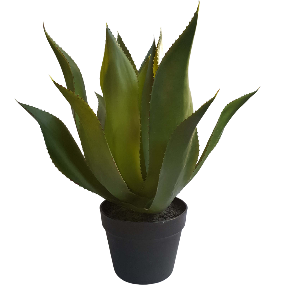 Planta Agave