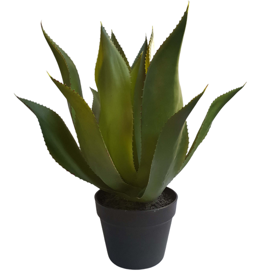 Planta Agave