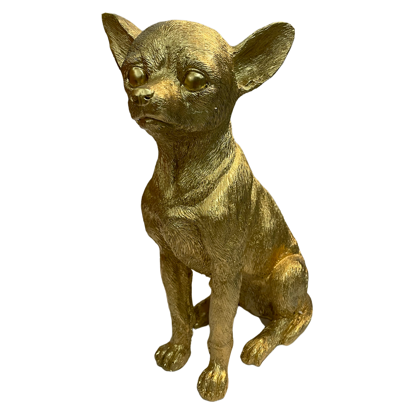 Chihuahua dorado grande