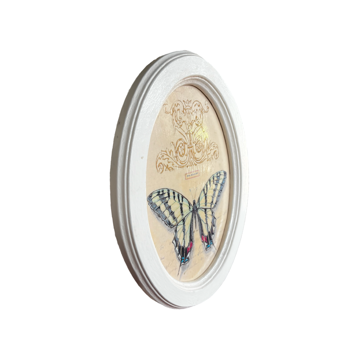 Cuadro ovalado Colección Mariposa V