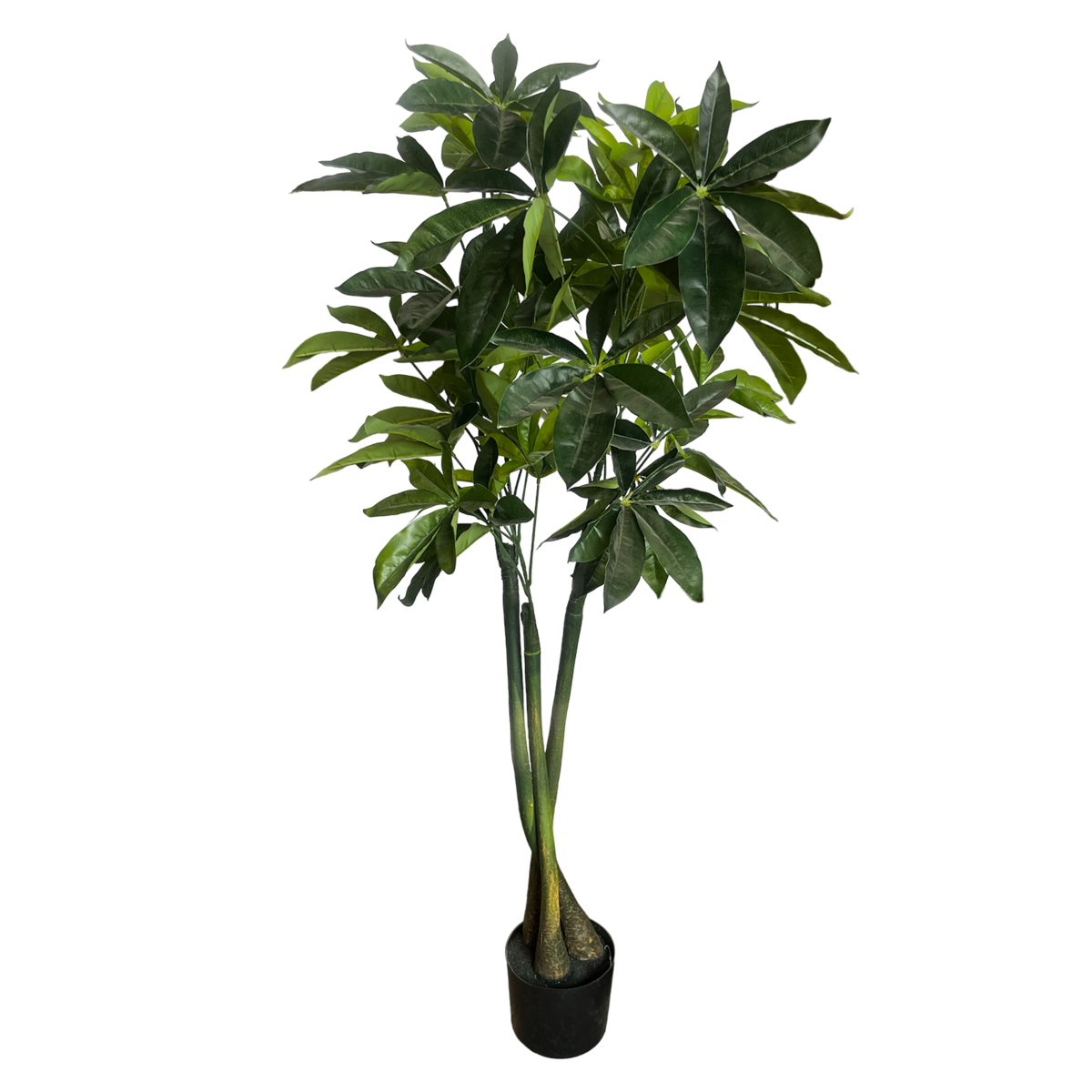 Planta Shefflera 1.40 cm