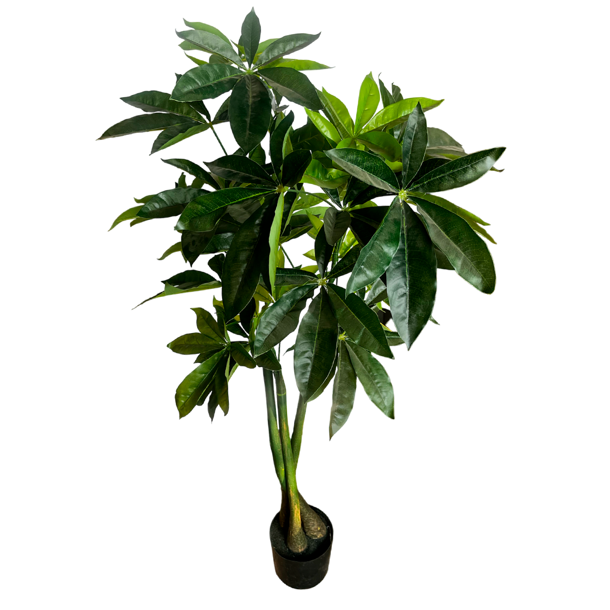 Planta Shefflera 1.40 cm